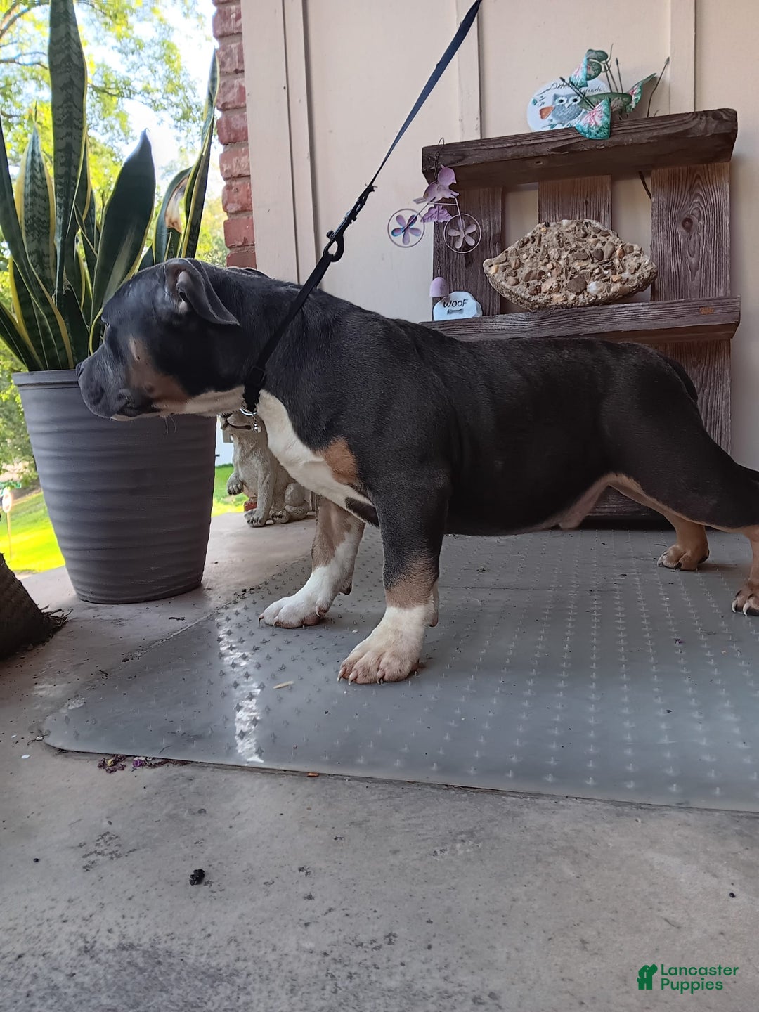 American Bully dogs for sale: Rose Col - Image 3