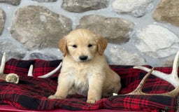 Golden Retriever dogs for sale: Sonya - Image 5