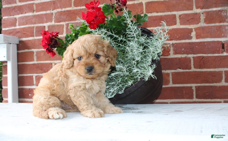 Cavapoo dogs for sale - Ad 1