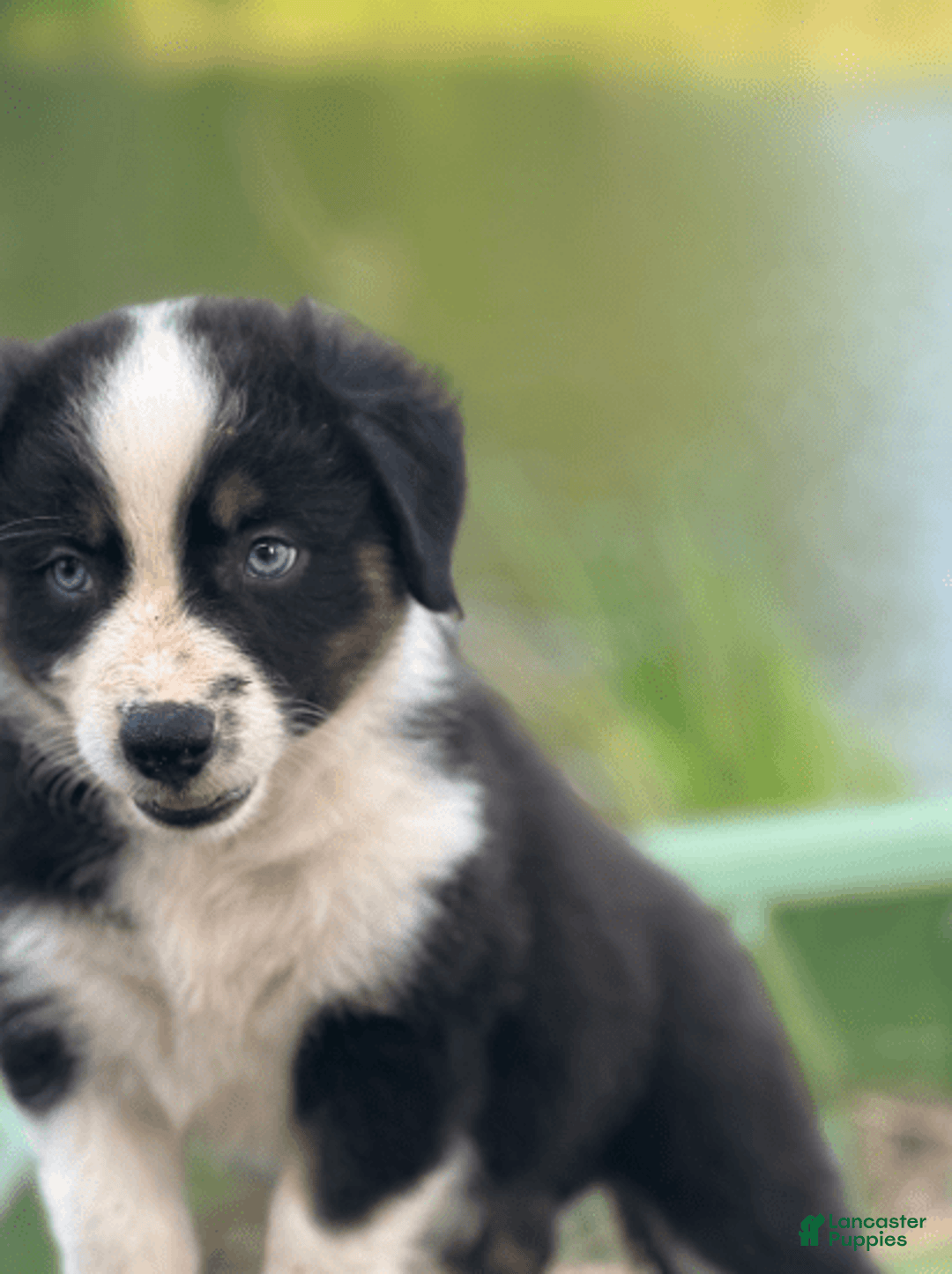 Australian Shepherd dogs for sale: Luna - Image 6