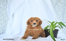 Mini Goldendoodle dogs for sale: Mason - Image 9