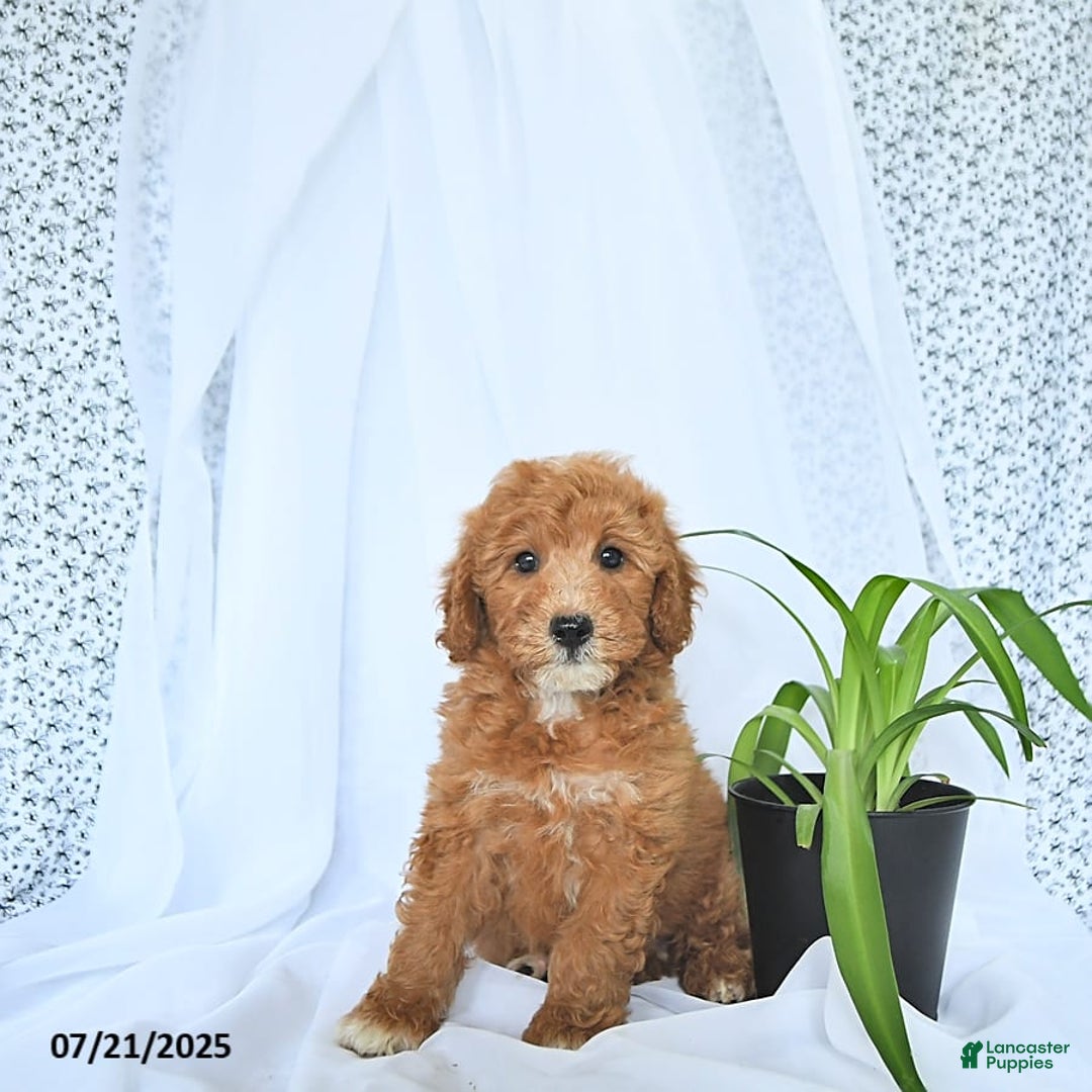 Mini Goldendoodle dogs for sale: Mason - Image 9