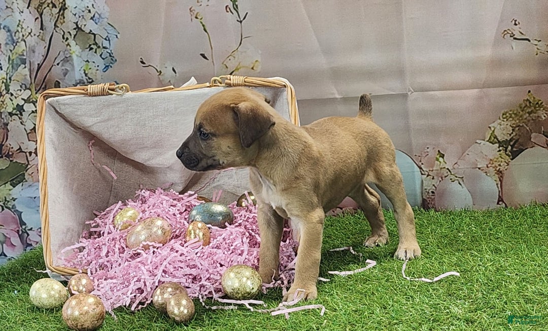 Catahoula Leopard Dog dogs for sale: Goldie 2025 F3 - Image 8
