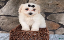 Bichpoo dogs for sale: Echo - Image 4