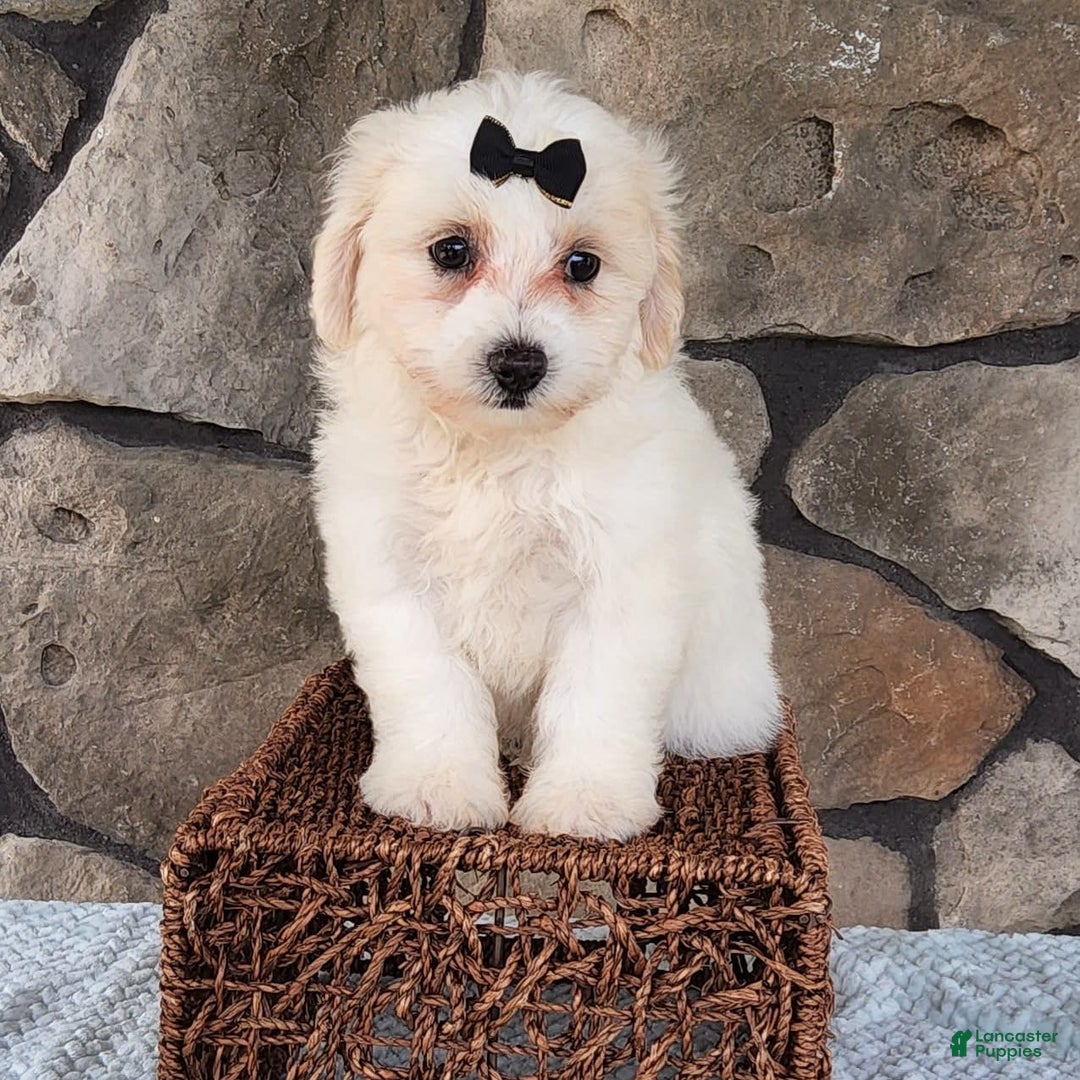 Bichpoo dogs for sale: Echo - Image 4