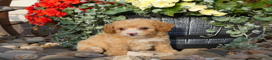Ginger