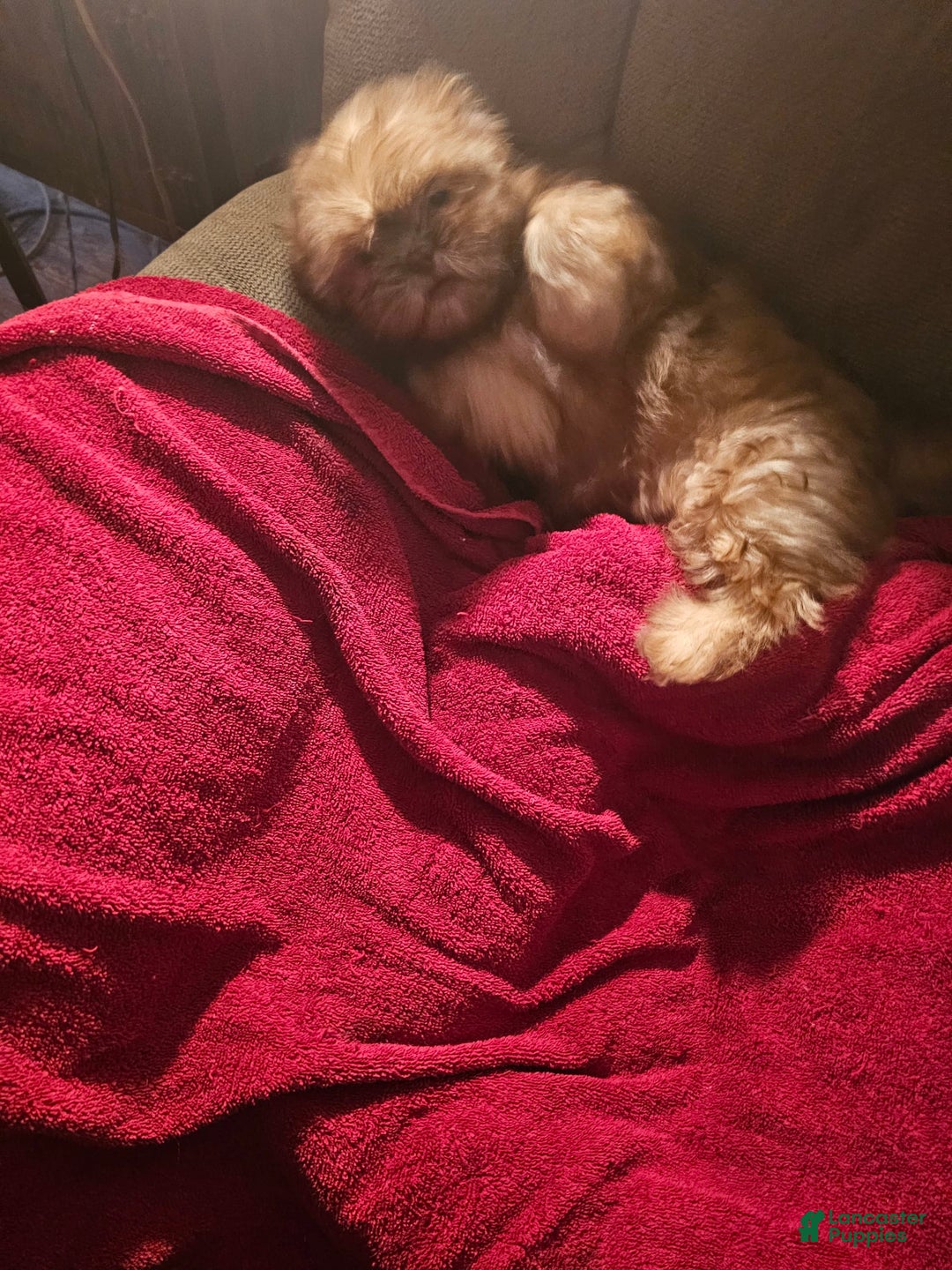 Shih Tzu dogs for sale: Multi Color Wave On Back - Image 4