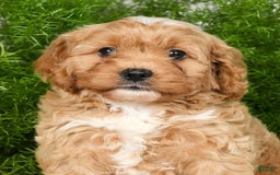 Cavapoo dogs for sale: Mighty - Image 1