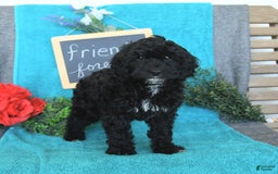 Miniature Poodle dogs for sale: Ophelia - Image 29