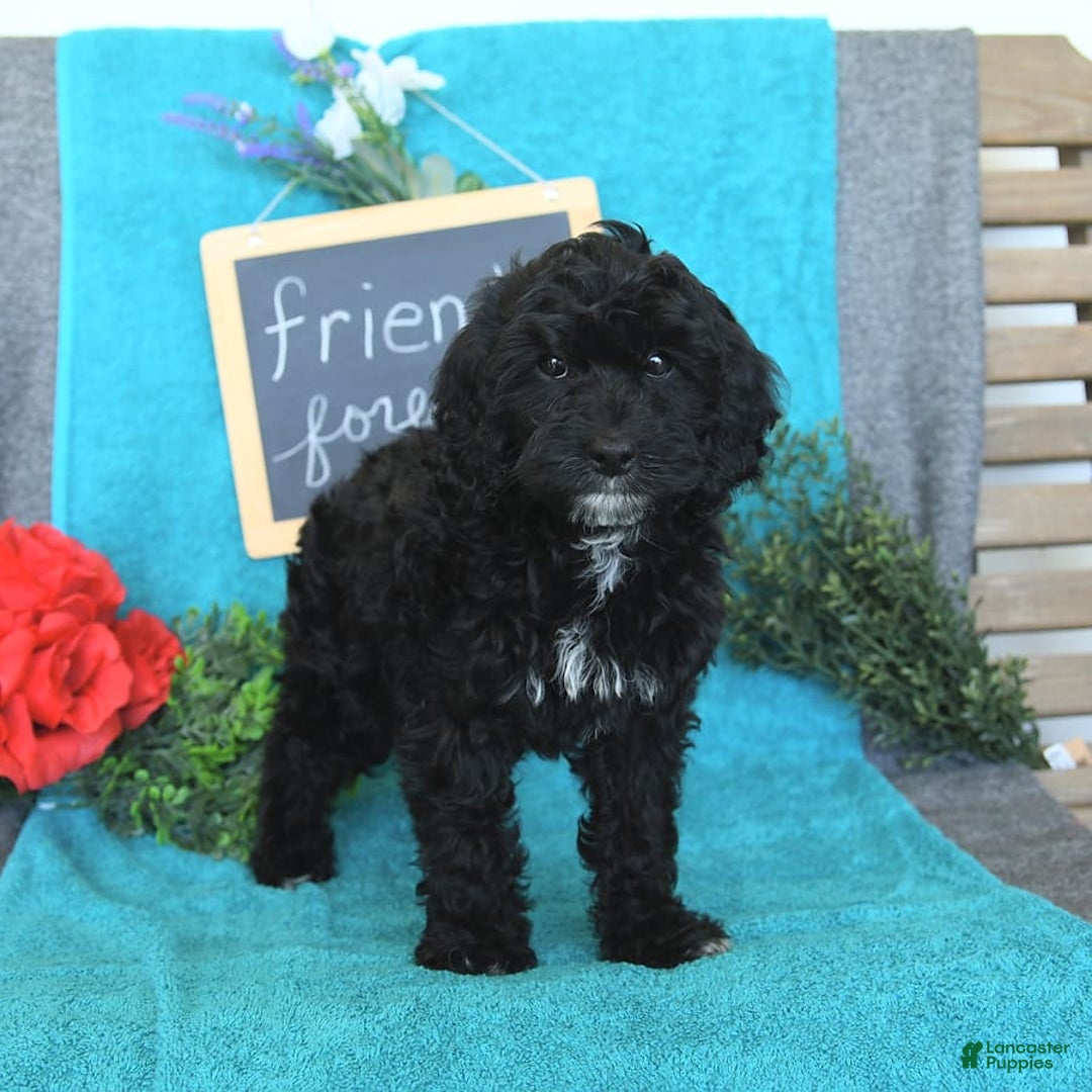 Miniature Poodle dogs for sale: Ophelia - Image 29