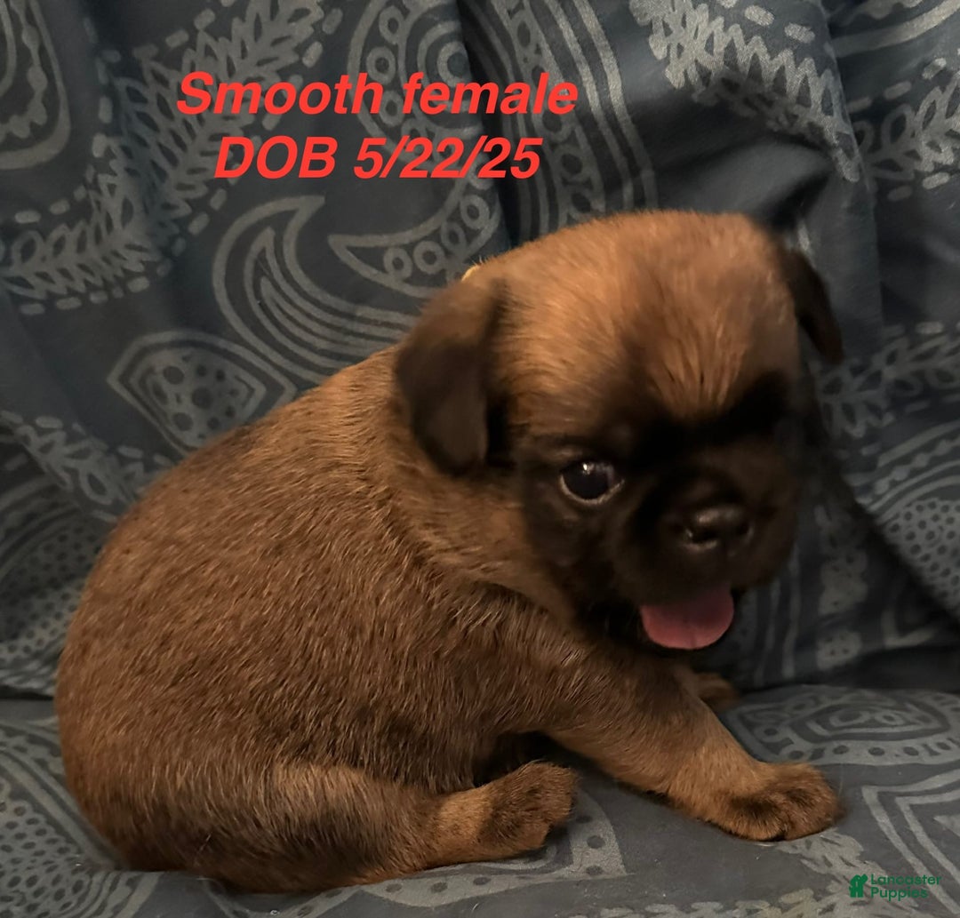 Brussels Griffon dogs for sale: Norma Jean - Image 3
