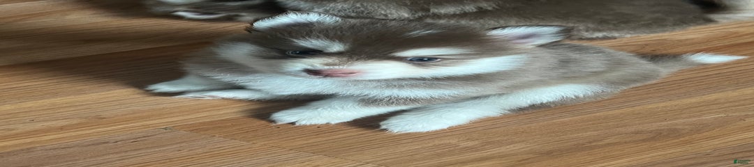Joy