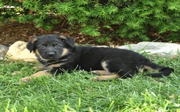 German Shepherd dogs for sale: Meg - Image 4