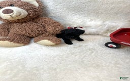 Morkie dogs for sale: Xander - Image 8