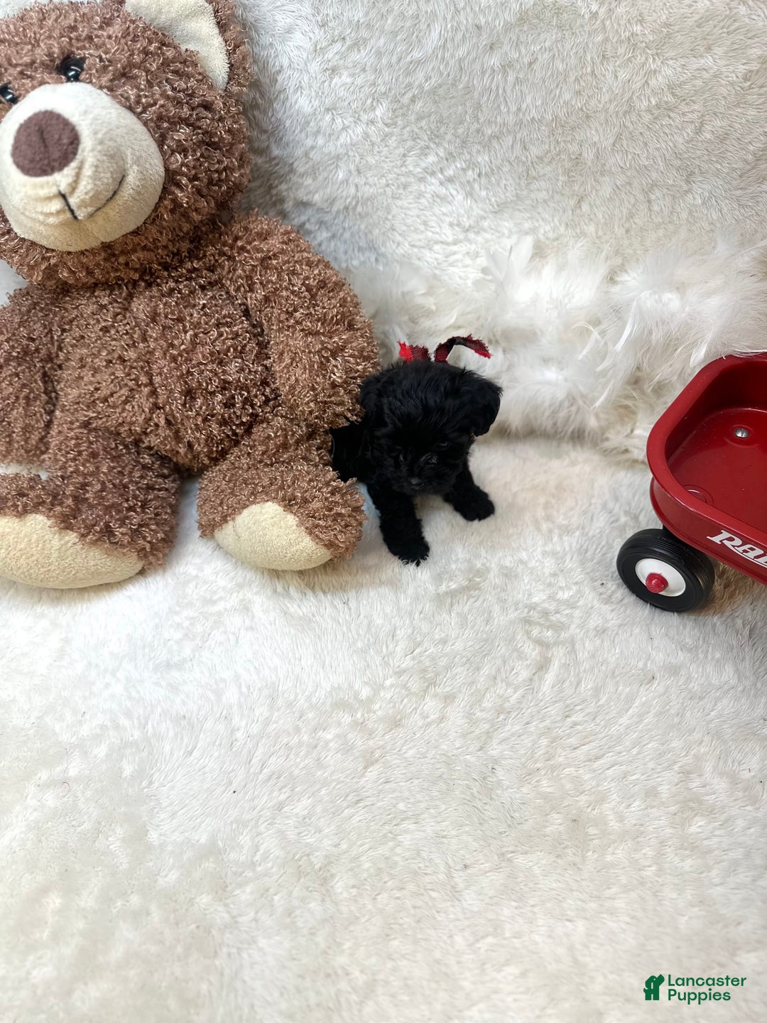 Morkie dogs for sale: Xander - Image 8