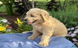 Goldendoodle dogs for sale: Justen - Image 6