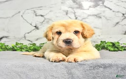 Mini Hippo dogs for sale: Bella - Image 3