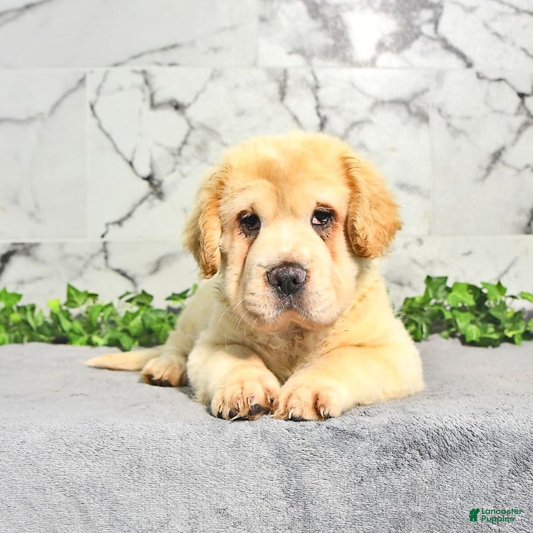 Mini Hippo dogs for sale: Bella - Image 3
