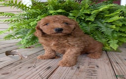 Mini Goldendoodle dogs for sale: Mini -kobe - Image 20