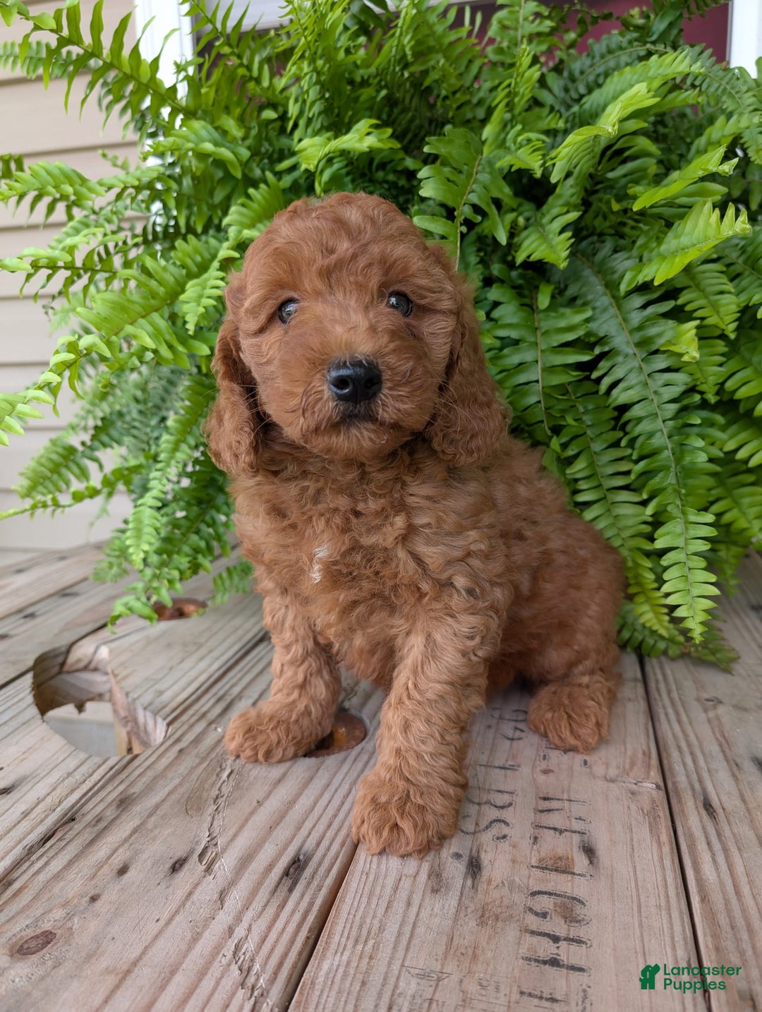 Mini Goldendoodle dogs for sale: Mini -kobe - Image 20