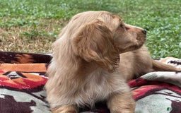 Miniature Dachshund dogs for sale: Sugar - Image 7