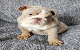 English Bulldog dogs for sale: Ollie - Image 8