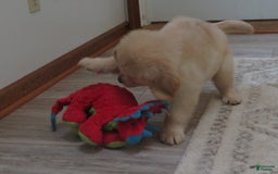 Golden Retriever dogs for sale: Erin - Image 12
