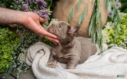 French Bulldog dogs for sale: Pearl - Image 13