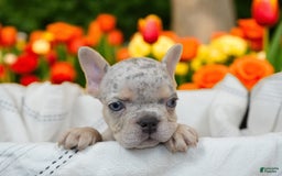 French Bulldog dogs for sale: Willow - Image 4
