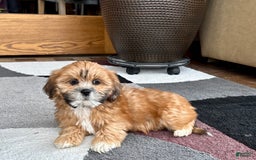 Lhasa Apso dogs for sale: Lacy - Image 7