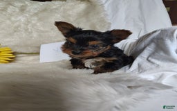 Yorkshire Terrier dogs for sale: Vinny - Image 3