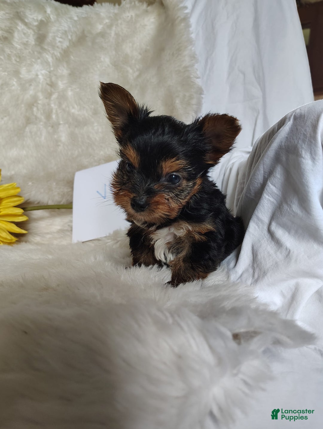 Yorkshire Terrier dogs for sale: Vinny - Image 3