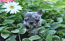 French Bulldog dogs for sale: Midget - Image 2