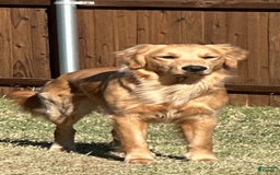 Golden Retriever dogs for sale: Khaki - Image 2