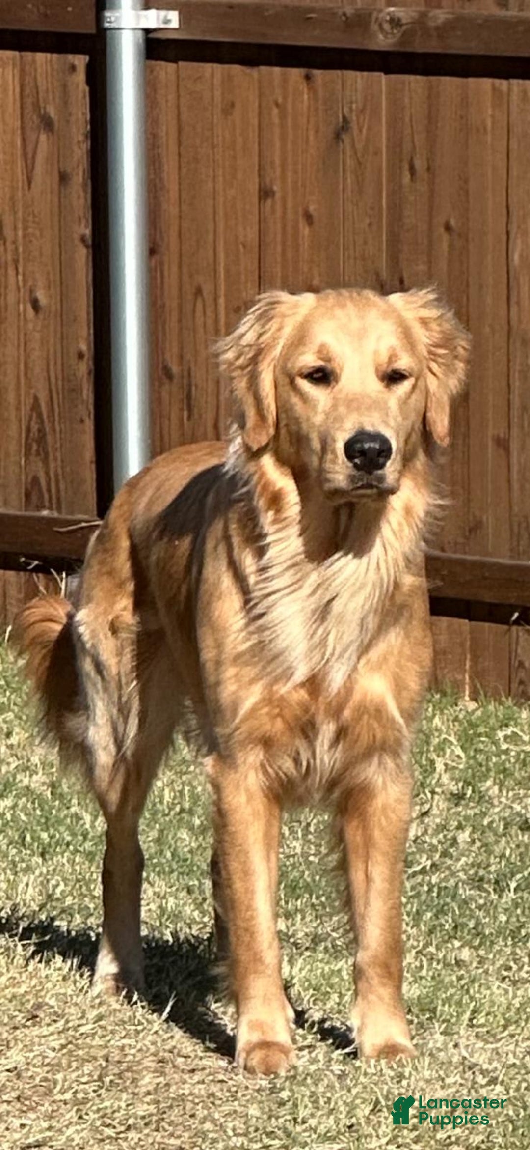 Golden Retriever dogs for sale: Khaki - Image 2
