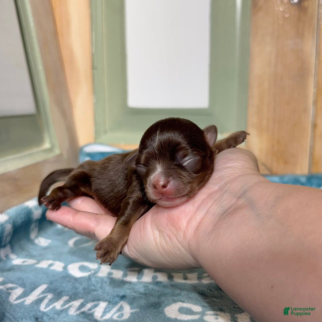 Chihuahua dogs for sale: Theodore Chocolate Lc - Image 26