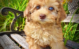 Havapoo dogs for sale: Fancy - Image 23