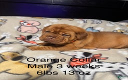 Dogue De Bordeaux dogs for sale: Orange Collar Male - Image 4