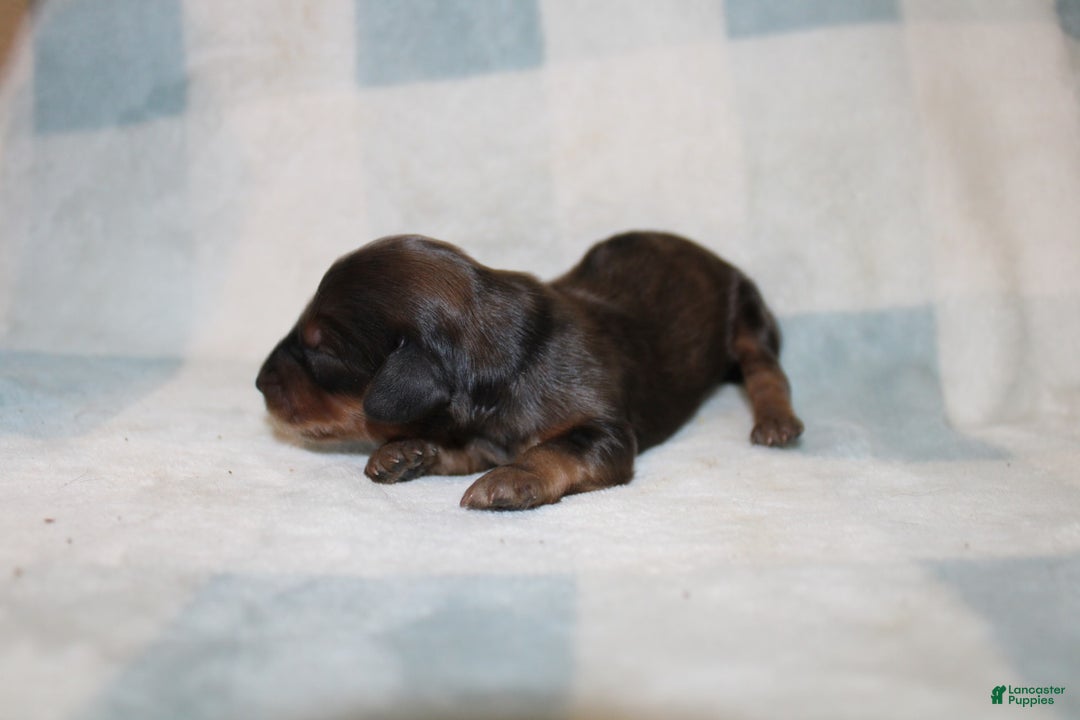 Miniature Dachshund dogs for sale: Milo Mini - Image 3