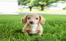 Miniature Dachshund dogs for sale: Firecracker - Image 1