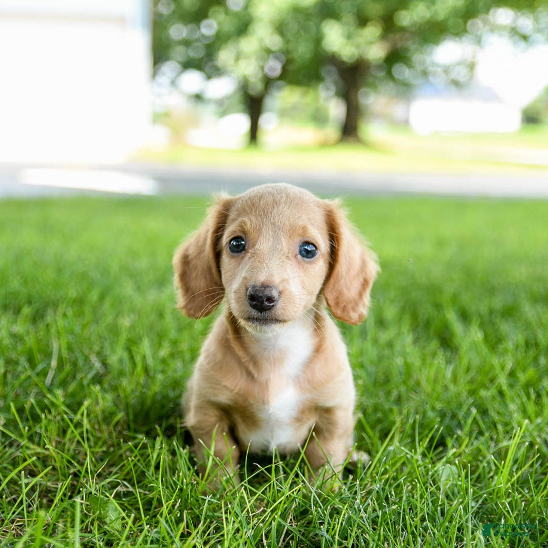 Miniature Dachshund dogs for sale: Firecracker - Image 1