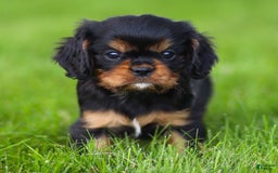 Cavalier King Charles Spaniel dogs for sale: Rocky - Image 16