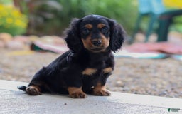 Miniature Dachshund dogs for sale: Mudge - Image 3