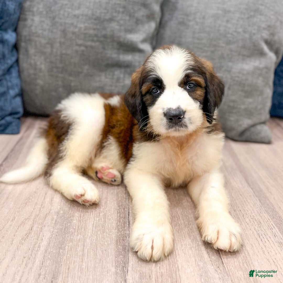 Saint Berdoodles dogs for sale: Cleo - Image 1
