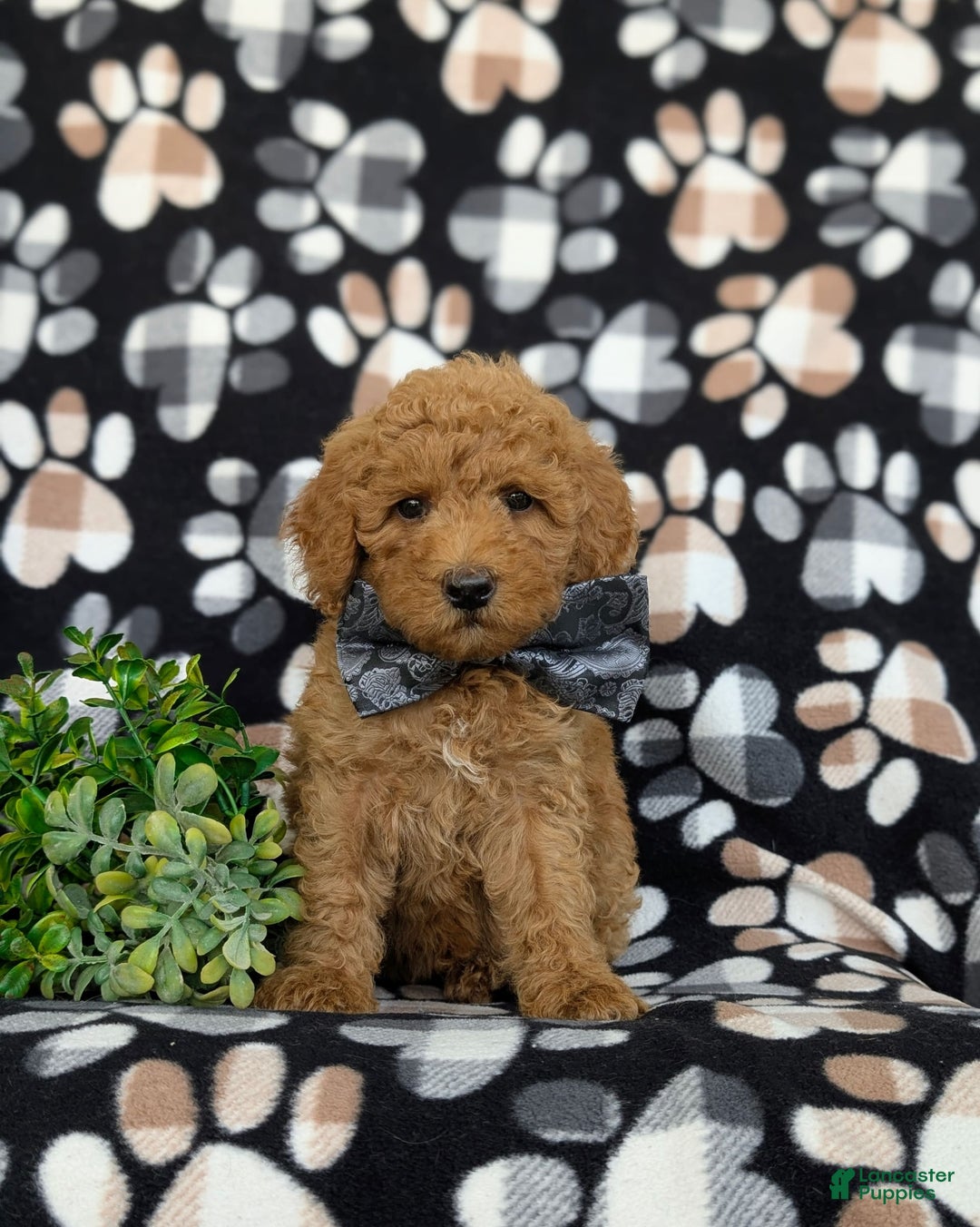 Bichpoo dogs for sale: Jeremie - Image 4