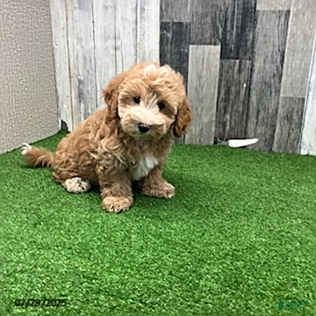 Maltipoo dogs for sale: Jason - Image 1