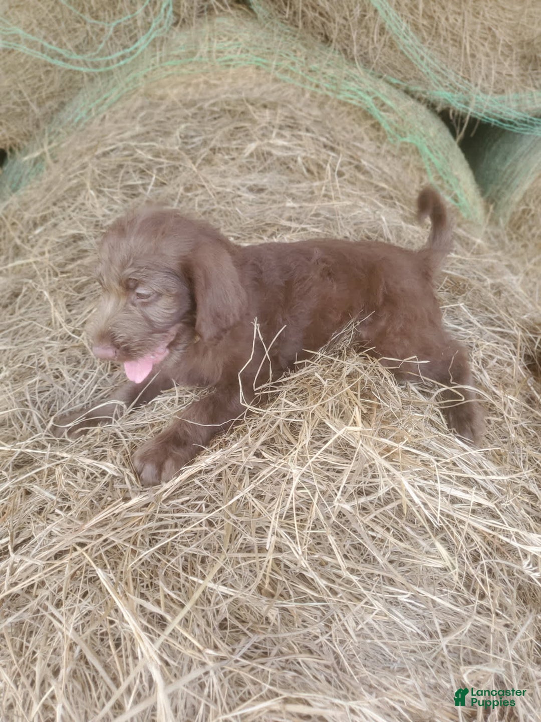 Labradoodle dogs for sale: Cocoa - Image 5