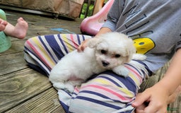 Bichpoo dogs for sale: Amelia - Image 5