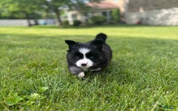 Pomsky dogs for sale: Nami - Image 17
