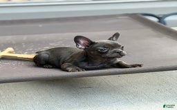 French Bulldog dogs for sale: Regina - Image 4